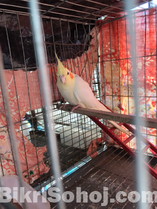 Lutino havy parl female